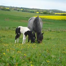 DSP Elmegaardens Lady Marion (Lotte)