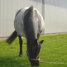 DSP Elmegaardens Lady Marion (Lotte)