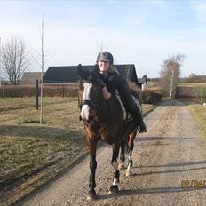 Dansk Varmblod Fifi<33