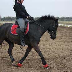 Anden særlig race Arkiball B-pony! solgt. 