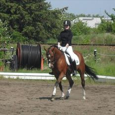 Anden særlig race Sussie *My one and only*