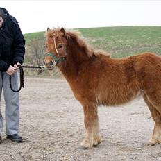 Dansk Miniature Olympias Darling Delaila