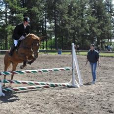 Dansk Varmblod Diaz TC