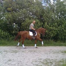 Dansk Varmblod Diaz TC