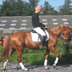 Dansk Varmblod Diaz TC