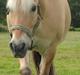 Fjordhest Louis (Stjerne Pony)