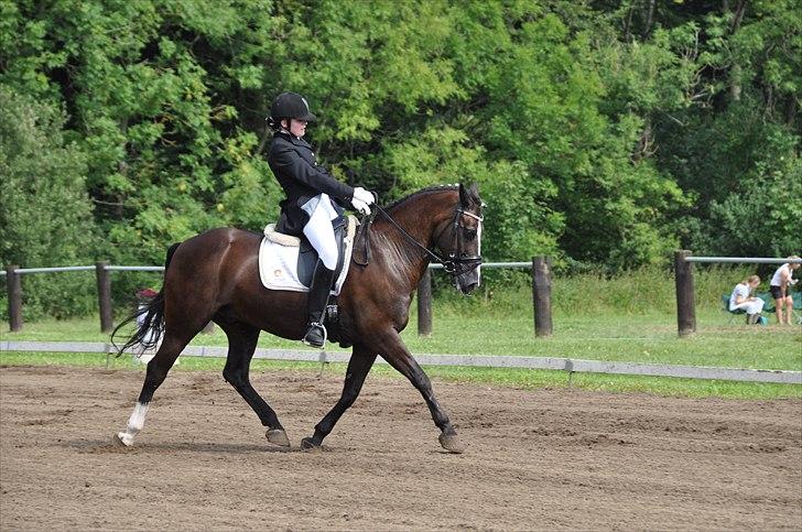 Irsk Sportspony Admiral charò <3<3 billede 4