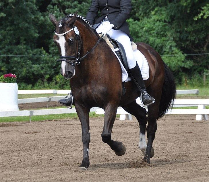 Irsk Sportspony Admiral charò <3<3 billede 5