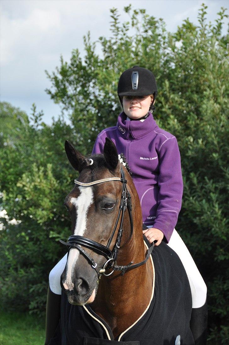 Irsk Sportspony Admiral charò <3<3 billede 8