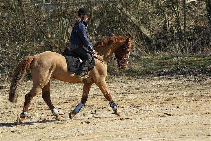 Anden særlig race kong cuba  billede 10