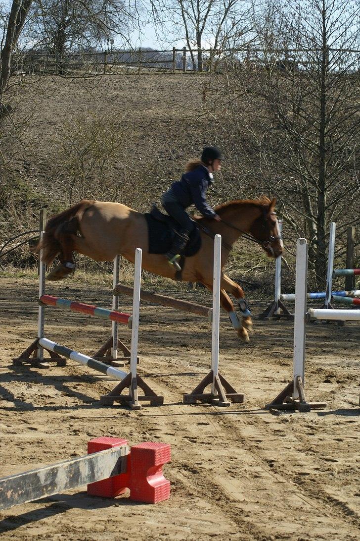 Anden særlig race kong cuba  billede 12