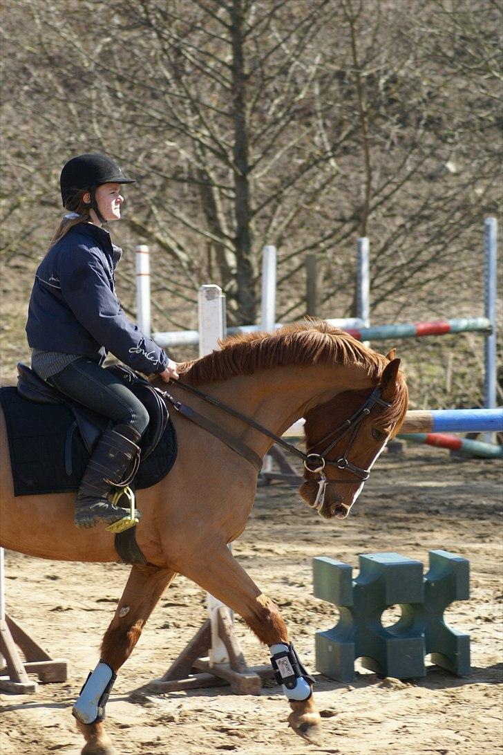 Anden særlig race kong cuba  billede 14