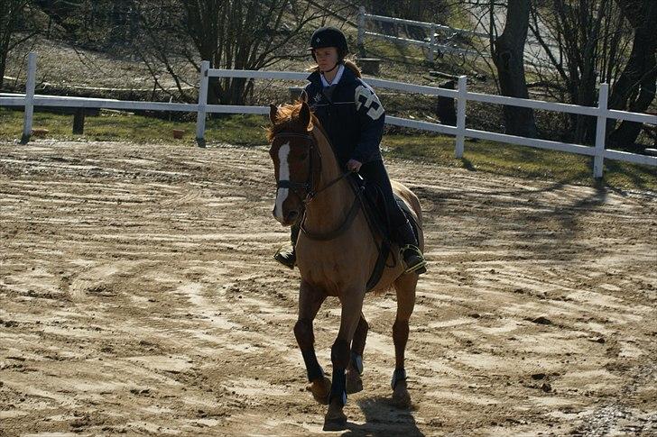 Anden særlig race kong cuba  billede 15