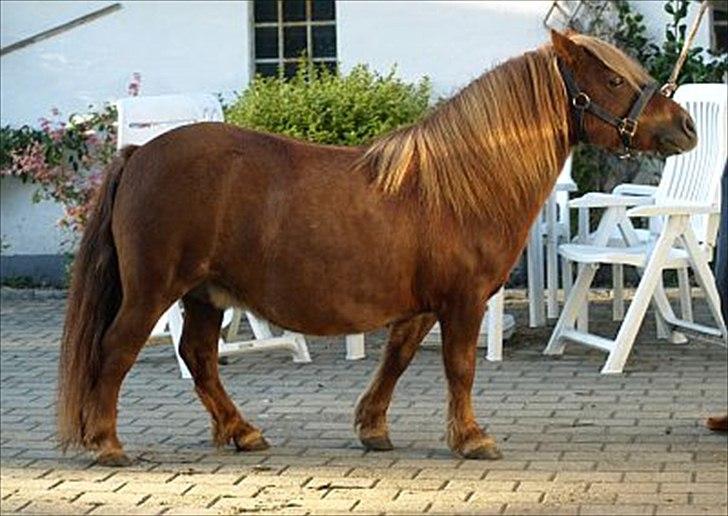 Shetlænder Fresia af Sortå. - Da hun lige er kommet hjem fra Sverige.. billede 3