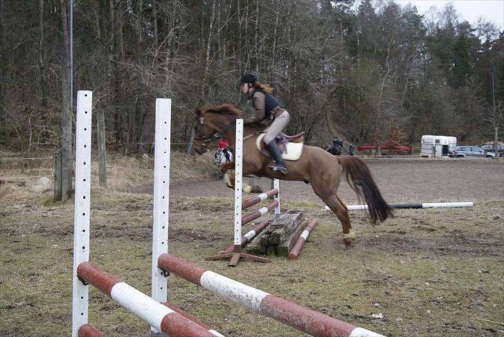 Anden særlig race hannibal SOLGT. - CNCP80 TJM billede 14