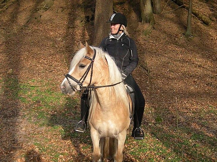 Haflinger Nyegaards Nascha EHA 573. - En skøn tur i Dyrhaven en dejlig Marts dag :o) billede 13