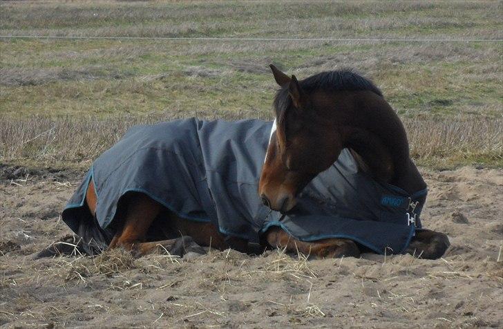 Fuldblod (XX) Perfectionist *R.I.P* billede 12