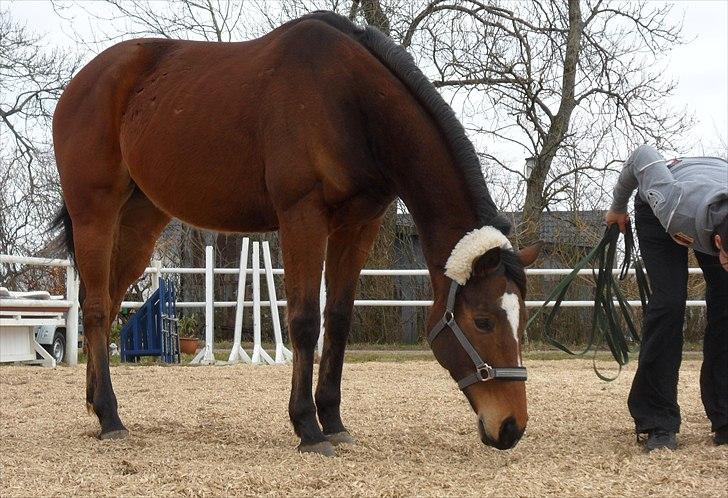 Fuldblod (XX) Perfectionist *R.I.P* billede 13