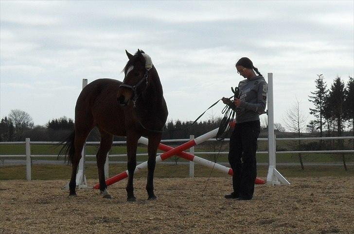 Fuldblod (XX) Perfectionist *R.I.P* billede 14