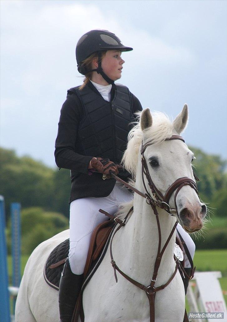 Anden særlig race SILVER - solgt billede 1