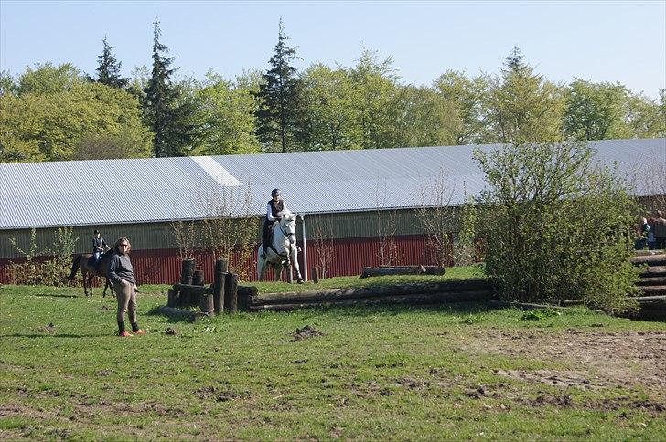 Anden særlig race SILVER - solgt billede 2