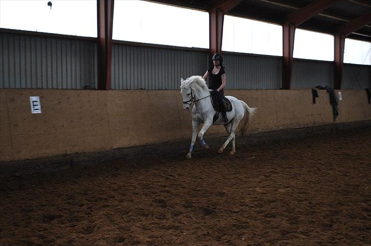 Anden særlig race SILVER - solgt billede 3