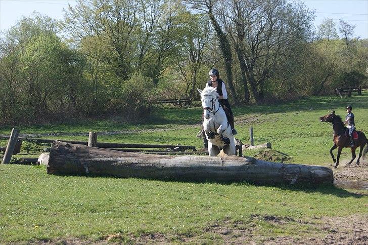 Anden særlig race SILVER - solgt billede 4