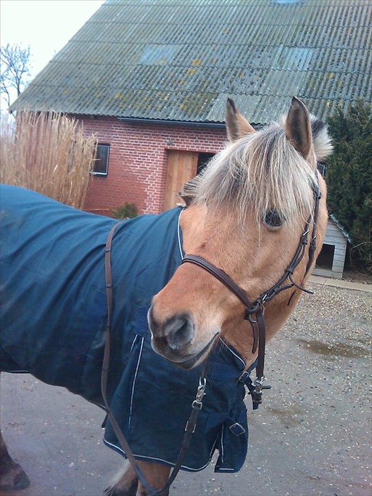 Anden særlig race Kikki <3<3 min prinsesse<3 - kikki med hendes dækken :-D billede 4