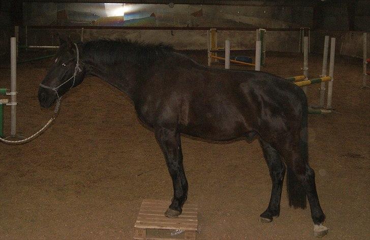 Oldenborg Noir  |Sorte| - JAA NYT trisk stå på palle :D :D :D billede 13