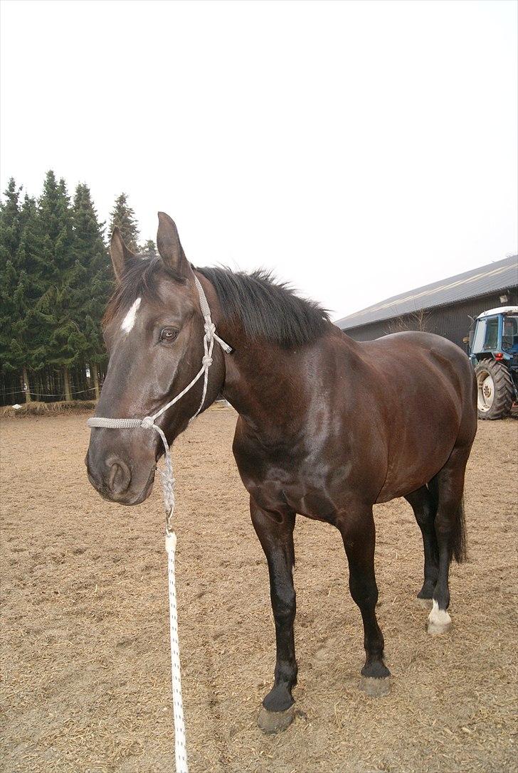 Oldenborg Noir  |Sorte| billede 14