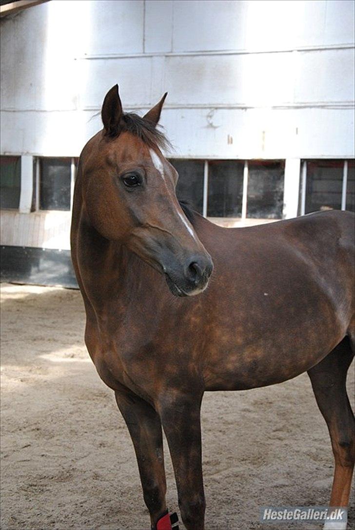 Welsh Partbred (Sec F) Marieton's Silvy<3. - Billede lånt af forrige ejer billede 2