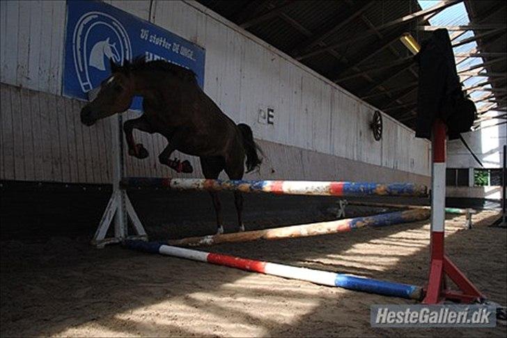 Welsh Partbred (Sec F) Marieton's Silvy<3. - Billede lånt af forrige ejer billede 3