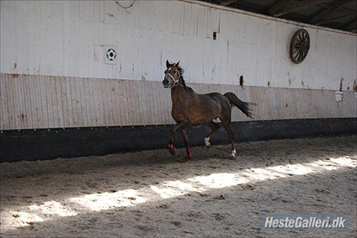Welsh Partbred (Sec F) Marieton's Silvy<3. - Billede lånt af forrige ejer billede 5