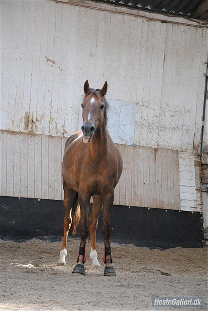 Welsh Partbred (Sec F) Marieton's Silvy<3. - Billede lånt af forrige ejer billede 6