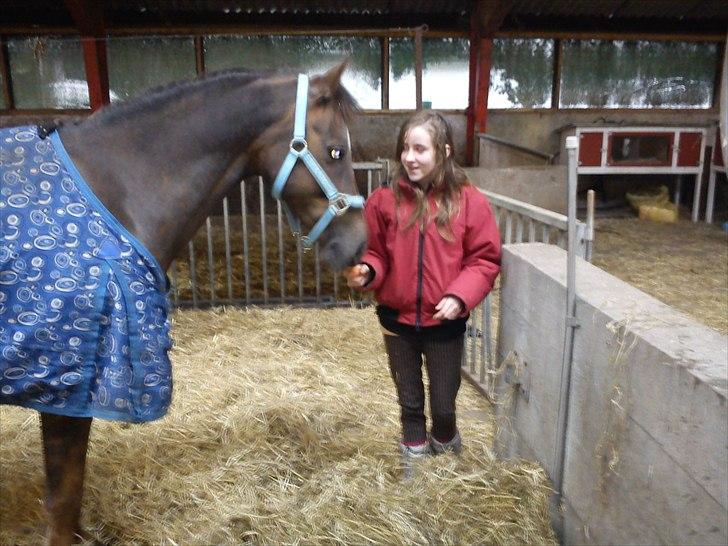 Welsh Partbred (Sec F) Marieton's Silvy<3. - Hyggestund med Silvy efter 15 min <3 billede 10