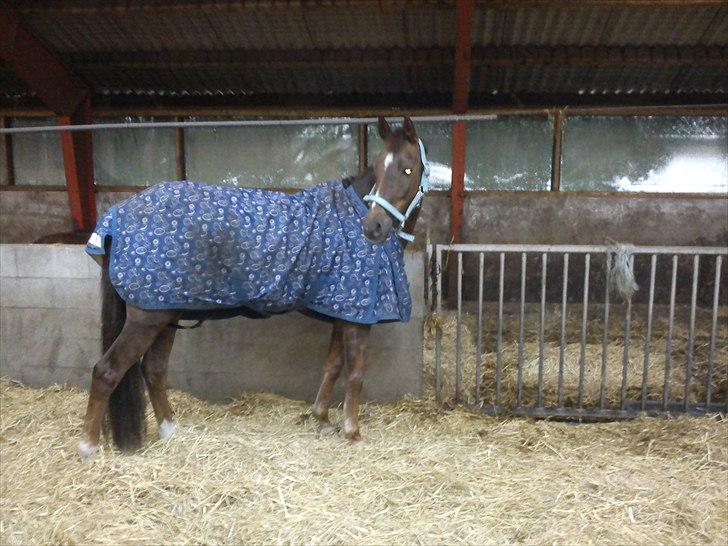 Welsh Partbred (Sec F) Marieton's Silvy<3. - Hvor smuk kan man være?? billede 11