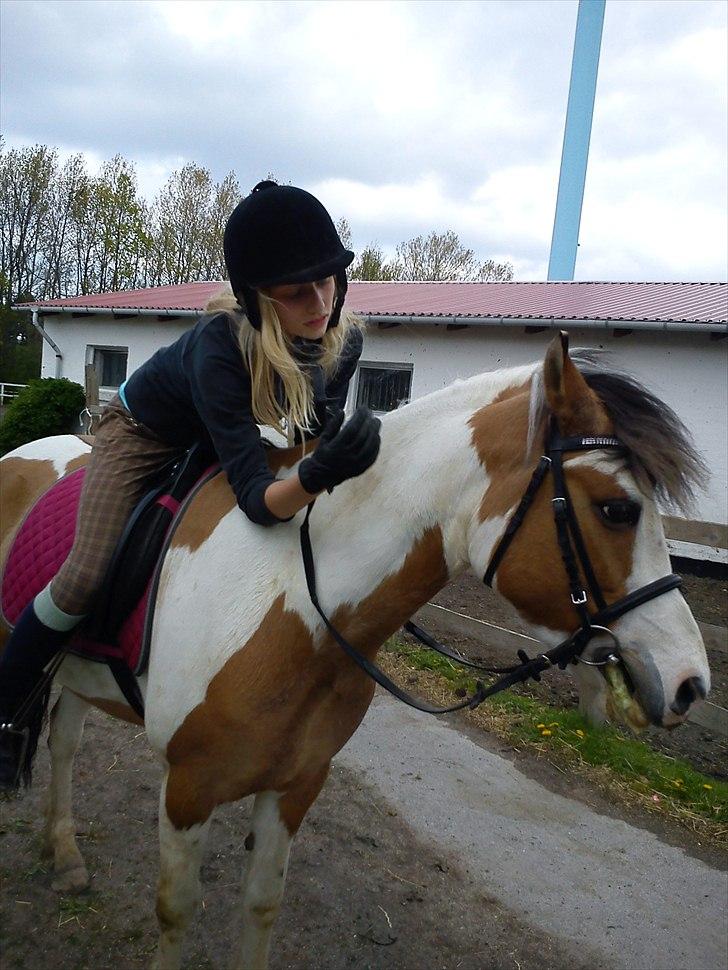 Pinto          Savannah  *SOULMATE* - En lille skridt tur rundt om gården, er altid hyggeligt ;)
Foto: Emma. billede 4