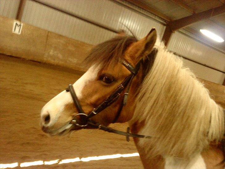 Pinto          Savannah  *SOULMATE* - Såå skal jeg ride i "spøgelseshuset" Uhhhh det knirker!!!
Foto: Miin far. billede 15