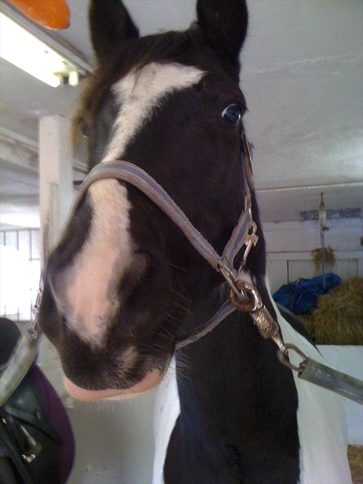 Pinto PintoStar (Red)* billede 9