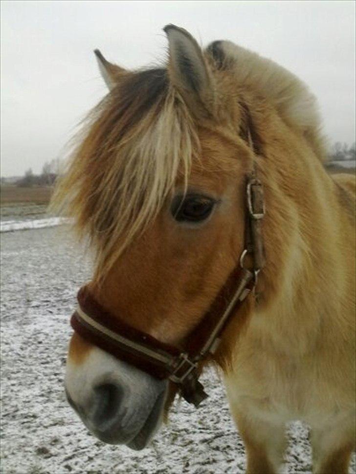 Fjordhest Desirée Vinstrup - Vinter 2010 på Sørupgård :-)
Fotograf: Mig selv billede 12