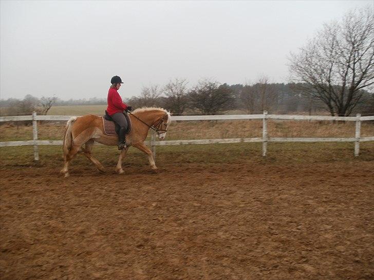 Haflinger Nordlundes Honey billede 8