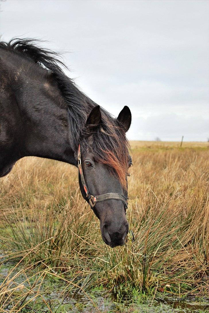 Anden særlig race Simply Gray (Sims) - Pensionist-Sims billede 2