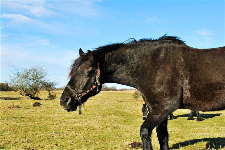 Anden særlig race Simply Gray (Sims) - Pensionist-Sims billede 3