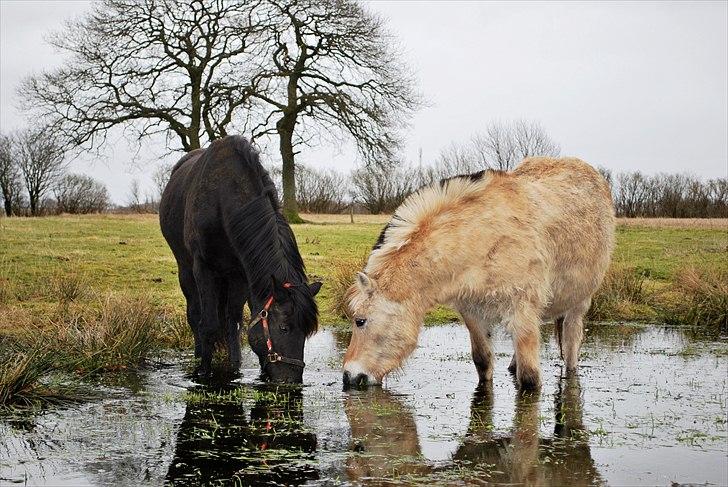 Anden særlig race Simply Gray (Sims) - Pensionist-Sims billede 4