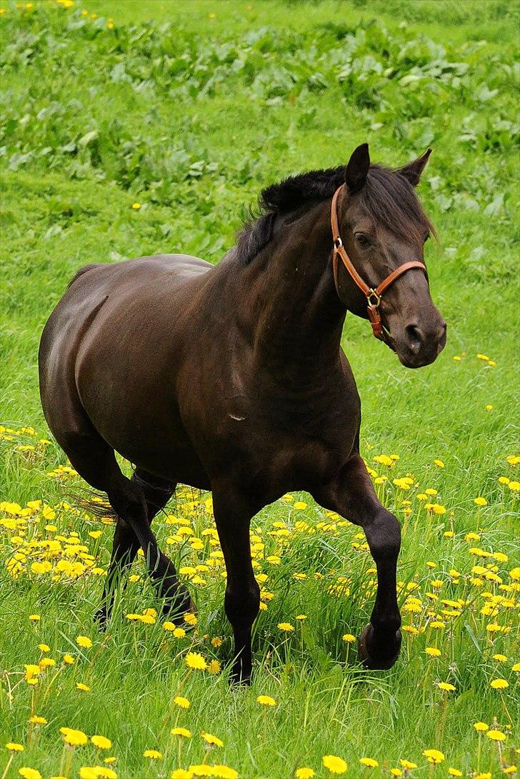 Anden særlig race Simply Gray (Sims) billede 7