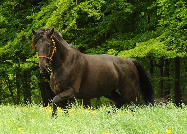 Anden særlig race Simply Gray (Sims) billede 9