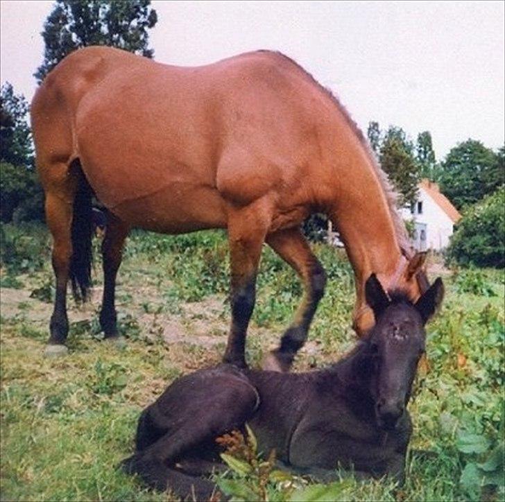 Anden særlig race Simply Gray (Sims) - Baby-Sims billede 12