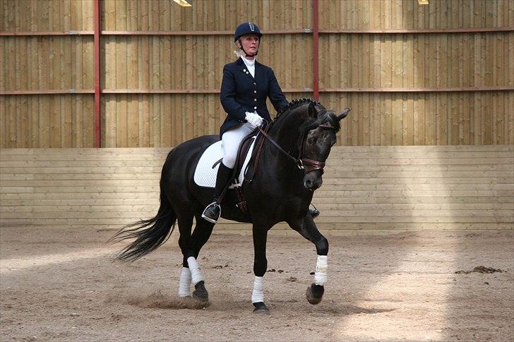 Anden særlig race Simply Gray (Sims) billede 13