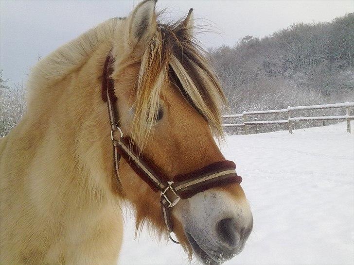 Fjordhest Desirée Vinstrup - Vinter 2010 på Sørupgård :-)
Fotograf: Mig selv billede 10