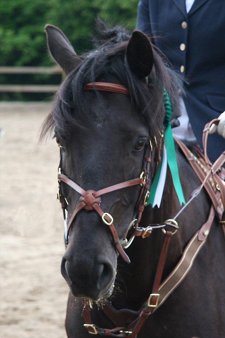 Anden særlig race Simply Gray (Sims) billede 18